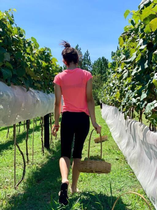 Quarto Dos Vinhos São Roque Zewnętrze zdjęcie